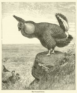Il Gallinaccio Pinnato