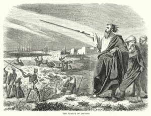 La piaga delle locuste (incisione)