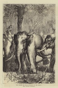 Il Principe di Galles a caccia nel Terai, il Monarca Catturato da English School