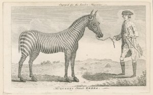 La Zebra Femmina della Regina da English School