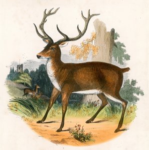 Il Cervo Rosso