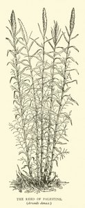 Canna di Palestina, Arundo donax