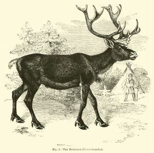 La renna, Cervus tarandus