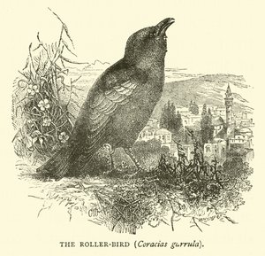 Il gruccione, Coracias garrula