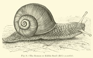 La lumaca romana o commestibile (Helix pomatia)