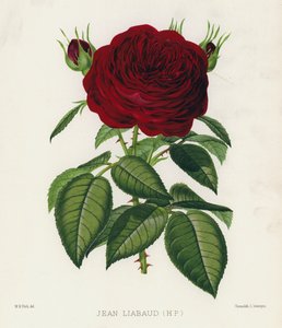 Il Giardino delle Rose: Jean Liabaud, HP