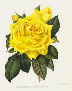 Il Giardino delle Rose: Marechal Niel, Tea Scented da English School