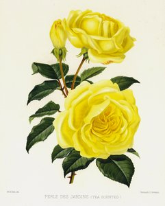 Il giardino delle rose: Perle Des Jardins, profumata di tè da English School