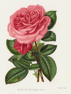 Il Giardino delle Rose: Orgoglio di Waltham da English School