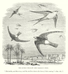 La rondine rufosa e il rondone galileiano (incisione) da English School