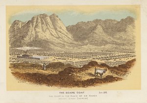 Il capro espiatorio, il campo nella pianura di Er Raheh Monte Sinai, Horeb