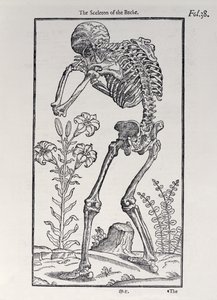 Lo scheletro della schiena, tavola da The Historie of Man pubblicato da John Banister, 1578 da English School
