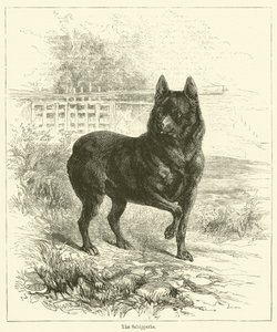 Il Schipperke da English School
