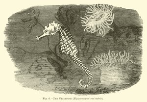 Il cavalluccio marino, Hippocampus brevirostris da English School