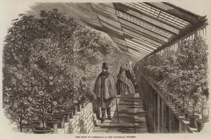 La mostra di camelie al Vauxhall Nursery (incisione) da English School