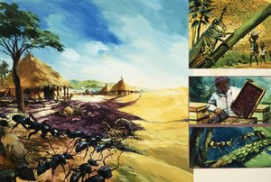 Il mondo sinistro degli insetti