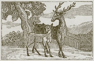 Il cervo e il cerbiatto (incisione)