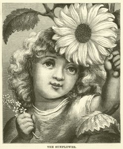 Il girasole (incisione) da English School