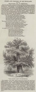 La quercia di Sydney a Penshurst