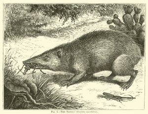 Il tanrec, Centetes ecaudatus da English School