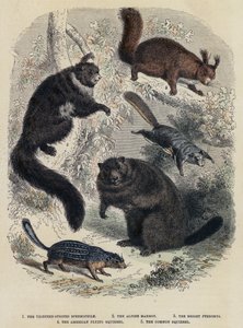 Il Spermofilo a Tredici Strisce, La Marmotta Alpina, Il Pteromys Luminoso, Lo Scoiattolo Volante Americano, Lo Scoiattolo Comune da English School