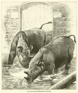 Il rinoceronte a due corna di Sumatra