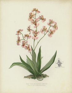 Oncidium Variegatum