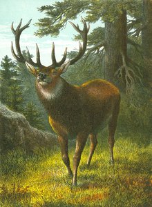 Il wapiti da English School