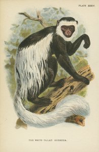 Il Guereza dalla Coda Bianca