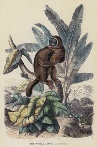 Il lemure lanoso, Lemur laniger da English School