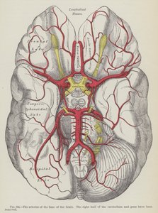 Le Arterie della Base del Cervello da English School
