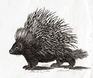 Il riccio crestato (Hystrix cristata), da una stampa del XVIII secolo (incisione) da English School
