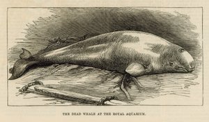 La balena morta al Royal Aquarium
