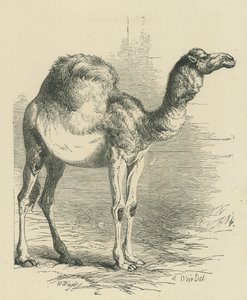 Il dromedario (incisione)