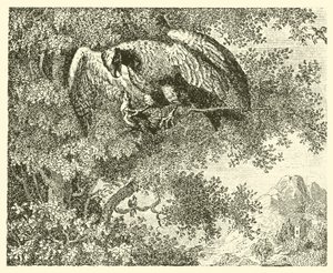 Il falco e l