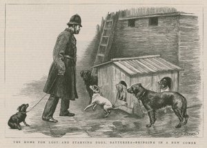 La casa per cani persi e affamati da English School