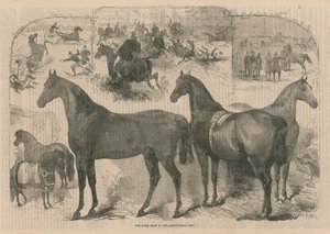 La mostra del cavallo nella Sala dell