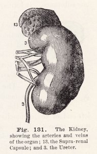 Il rene, che mostra le arterie e le vene dell