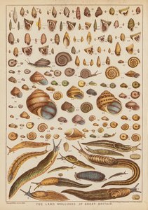 I molluschi terrestri della Gran Bretagna da English School