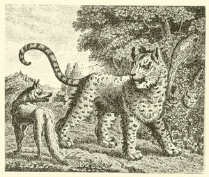 Il leopardo e la volpe da English School