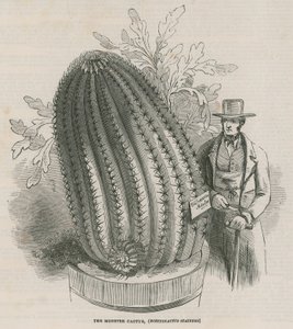 Il mostro cactus (Echinocactus stainesh) nei Giardini Reali, Kew, Londra da English School