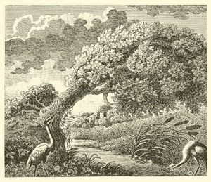 La quercia e la canna da English School