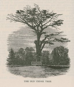Il vecchio cedro, Holland House da English School