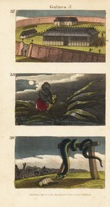 Il palazzo del Re del Dahomey ad Abomey 37, un uomo africano che nasconde un feticcio 38, e persone di Whydah che adorano un enorme serpente 39 da English School