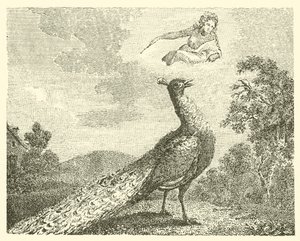 Il reclamo del pavone (incisione)