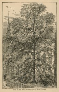 Il platano nel cortile della Stationers Hall
