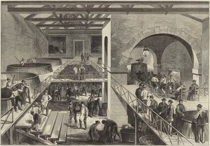 La vendemmia del Médoc da English School