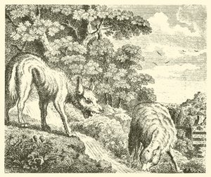 Il lupo e l