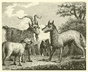 Il lupo, l