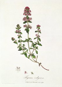 Timo, Thymus vulgaris, pubblicato dal Dr. Woodville